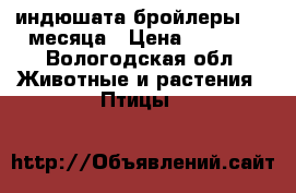 индюшата-бройлеры 1.5 месяца › Цена ­ 1 000 - Вологодская обл. Животные и растения » Птицы   
